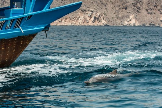 oman dolphins